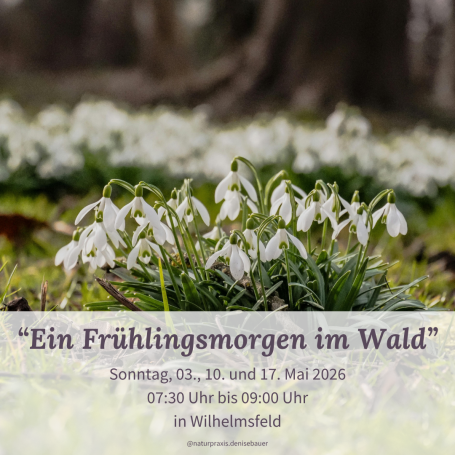Schneeglöckchen blühen auf einem Waldboden, umgeben von frischem Grün.