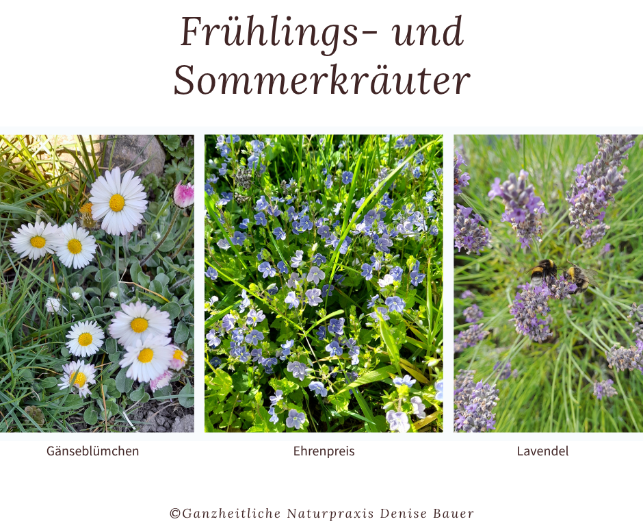 Frühling- und Sommerkräuter: Gänseblümchen, Ehrenpreis und Lavendel.