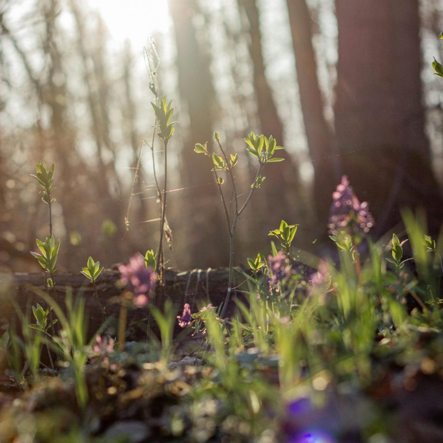 Sonnenstrahlen fallen durch Bäume auf eine Wiese im Wald oder einer Lichtung mit blauen Blumen.