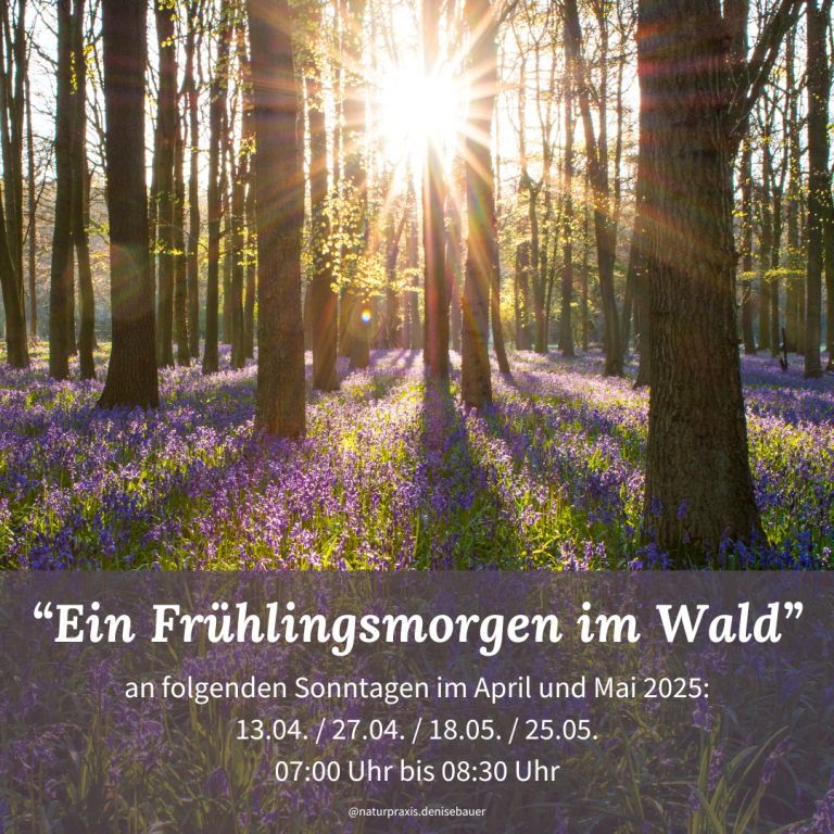 Frühlingsmorgen im Wald mit blühenden Blumen und Sonnenstrahlen zwischen den Bäumen.